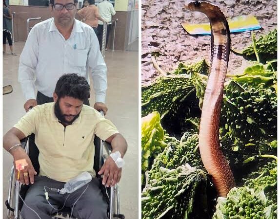 करेले के ढेर में छिपे कोबरा ने युवक को डसा, सिम्स में हालत नाजुक…