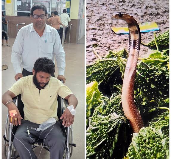 करेले के ढेर में छिपे कोबरा ने युवक को डसा, सिम्स में हालत नाजुक…